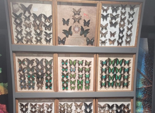 Kopalnia Soli + Muzeum Motyli w Bochni